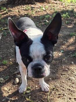 Faith -  Boston Terrier Dog for Adoption in Severance, Colorado - Faith | PetCurious