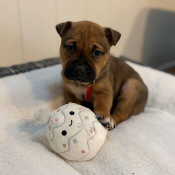 Pit Bull Terrier and German Shepherd Dog Dogs Available for Adoption - Lucy | PetCurious