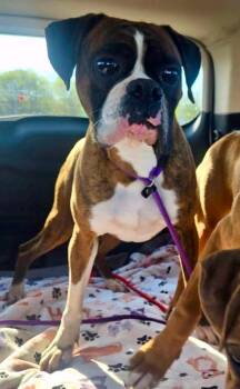 Boxer Dogs Available for Adoption in Hamburg, New York - Bugsy | PetCurious