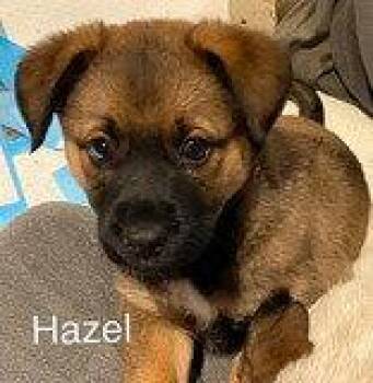 Australian Shepherd Dogs Available for Adoption in Newport, Kentucky - Hazel | PetCurious