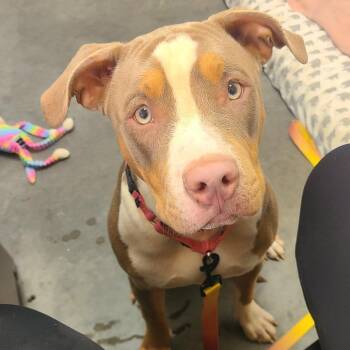 Mixed Breed Dogs Available for Adoption in Pittsburgh, Pennsylvania - Roxie | PetCurious