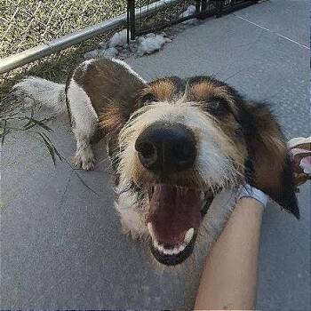 Carl -  Terrier Dog for Adoption in Hannibal, Missouri - Carl | PetCurious