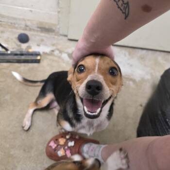 Ethel -  Beagle Dog for Adoption in Watauga, Texas - Ethel | PetCurious