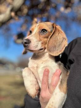Beagle Dogs Available for Adoption in Overland Park, Kansas - Jimothy - Fostered In Omaha | PetCurious