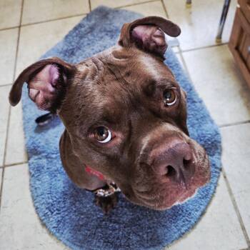 Ilona -  Pit Bull Terrier Dog for Adoption in Fargo, North Dakota - Ilona | PetCurious