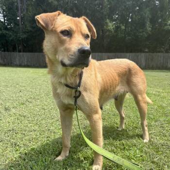 Fifa -  Golden Retriever Dog for Adoption in Klein, Texas - Fifa | PetCurious