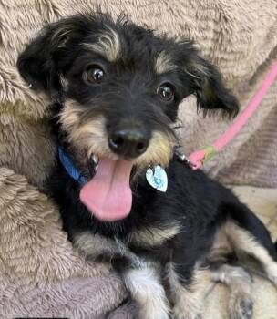 Lolly -  Terrier Dog for Adoption in Larkfield-wikiup, California - Lolly | PetCurious