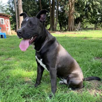 Pit Bull Terrier and Cattle Dog Dogs Available for Adoption in Bellingham, Washington - Penny | PetCurious