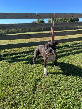 Rescue Pit Bull Terrier Dogs for Adoption in Wauchula, Florida - Princess | PetCurious