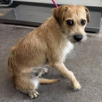 108726 -  Mixed Breed Dog for Adoption in Las Cruces, New Mexico - 108726 | PetCurious