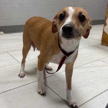 Mixed Breed Dogs Available for Adoption in Lufkin, Texas - Marilyn | PetCurious