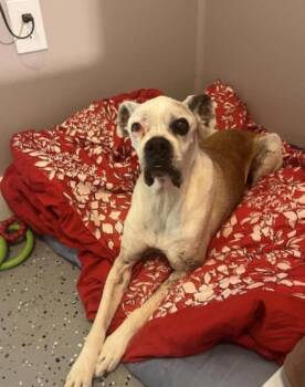 Mazie -  Boxer Dog for Adoption in Irwin, Pennsylvania - Mazie | PetCurious