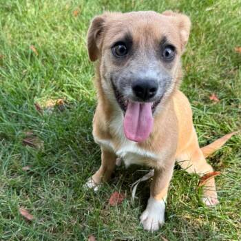 Rescue Mixed Breed Dogs for Adoption in Homewood, Illinois - Poppy | PetCurious