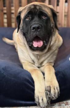 Rescue Mastiff Dogs for Adoption in Temecula, California - Princess | PetCurious