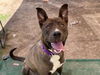 Mixed Breed Dogs Available for Adoption in Georgetown, Texas - Mobias | PetCurious