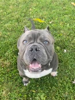 Rhino -  American Bully Dog for Adoption in Eastpointe, Michigan - Rhino | PetCurious