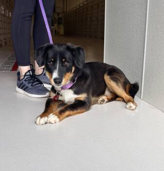 Hound Dogs Available for Adoption in Chicago, Illinois - Melody | PetCurious
