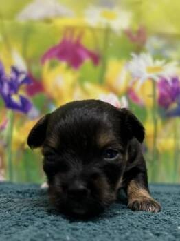 Chihuahua and Mixed Breed Dogs Available for Adoption in San Antonio, Texas - Oatmeal Pie | PetCurious