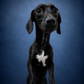 Ursula -  Miniature Dachshund and Chihuahua Dog for Adoption in Newport, Tennessee - Ursula | PetCurious