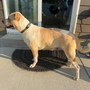 Naomi -  Mixed Breed Dog for Adoption in Prospect, Kentucky - Naomi | PetCurious