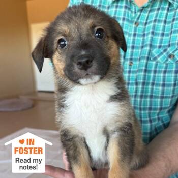 Lew Zealand -  Pit Bull Terrier and Collie Dog for Adoption in Kanab, Utah - Lew Zealand | PetCurious