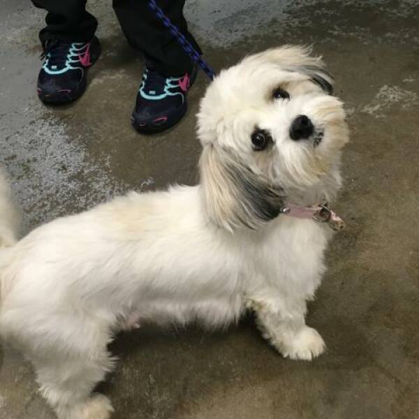 Shih Tzu Rescue Dogs For Adoption Near Clearwater Florida Petcurious