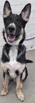 GHOST RIDER -  German Shepherd Dog and Mixed Breed Dog for Adoption in San Bernardino, California - GHOST RIDER | PetCurious