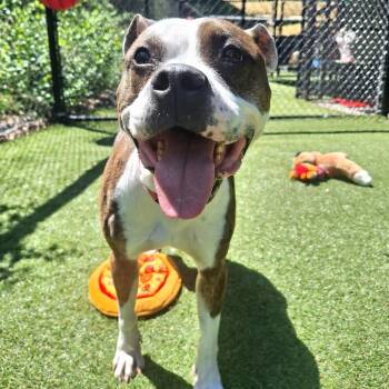 Bella -  Mixed Breed Dog for Adoption in Asheville, North Carolina - Bella | PetCurious