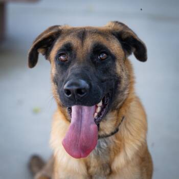 Rescue Shepherd and Black Mouth Cur Dogs for Adoption in Twentynine Palms, California - Hades | PetCurious