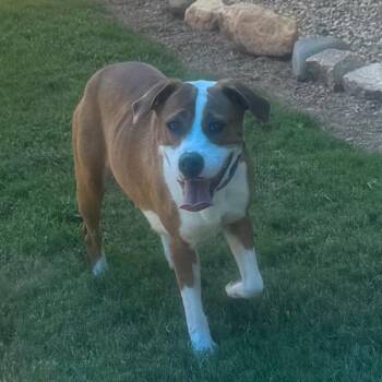 Lainey(BAS) -  Mixed Breed Dog for Adoption in Lenoir, North Carolina - Lainey(BAS) | PetCurious