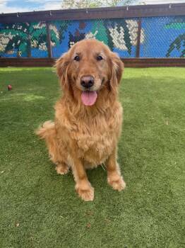 Daphne -  Golden Retriever Dog for Adoption in Temecula, California - Daphne | PetCurious