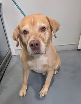 Labrador Retriever and Mixed Breed Dogs Available for Adoption - HANK | PetCurious