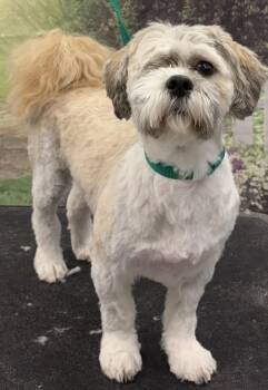 Shih Tzu and Terrier Dogs Available for Adoption in Westminster, Maryland - Sammy | PetCurious