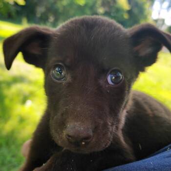 Bruno -  Pit Bull Terrier Dog for Adoption in Clavet, Saskatchewan - Bruno | PetCurious