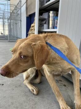 Zoe - URGENT -  Labrador Retriever Dog for Adoption in Thousand Oaks, California - Zoe - URGENT | PetCurious