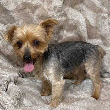 Eve -  Yorkshire Terrier Dog for Adoption in Pelham, New Hampshire - Eve | PetCurious