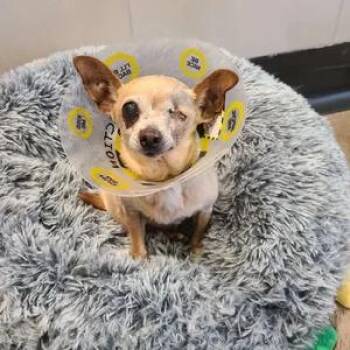 Chihuahua Dogs Available for Adoption - Ellie | PetCurious