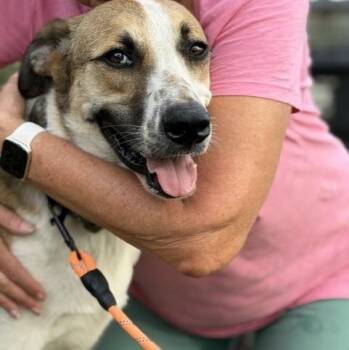 Maximus (Just call me Max) -  Shepherd and Labrador Retriever Dog for Adoption in Houston, Texas - Maximus (Just Call Me Max) | PetCurious