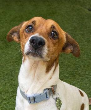 Chihuahua Dogs Available for Adoption in Encinitas, California - Hurgus Burgus | PetCurious