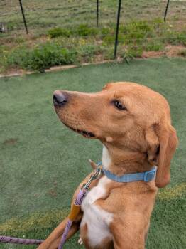 Labrador Retriever Dogs Available for Adoption in Statesville, North Carolina - Debbie | PetCurious
