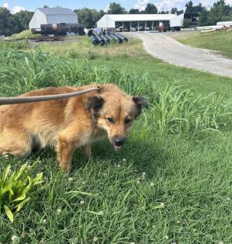 Rescue Shepherd Dogs for Adoption in Evansville, Indiana - Tod | PetCurious