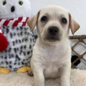 Rafi -  Terrier Dog for Adoption in Spring, Texas - Rafi | PetCurious