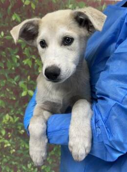 Shepherd and Mixed Breed Dogs Available for Adoption - A. A. Ron | PetCurious