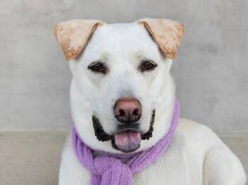 Mixed Breed Dogs Available for Adoption in Longmont, Colorado - Stoli | PetCurious