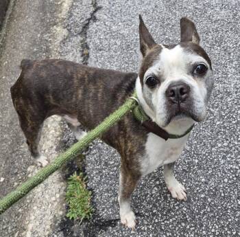 Boston Terrier Dogs Available for Adoption in Lawrenceville, Georgia - Pen  193c Bonzo | PetCurious