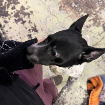 Mixed Breed Dogs Available for Adoption in Summerlee, West Virginia - Cooper | PetCurious