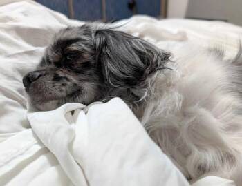 Thistle -  Chihuahua and Yorkshire Terrier Dog for Adoption in Millcreek, Utah - Thistle | PetCurious