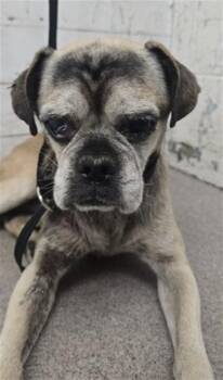 CHUCK -  Pug and Mixed Breed Dog for Adoption in San Bernardino, California - CHUCK | PetCurious
