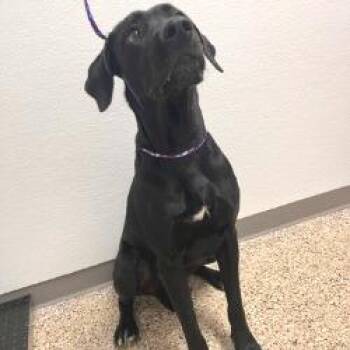 Zeus -  Labrador Retriever and Mixed Breed Dog for Adoption in Bullhead City, Arizona - Zeus | PetCurious