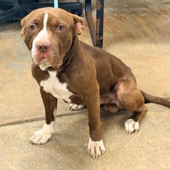 Boswell -  Mastiff and Labrador Retriever Dog for Adoption in Columbus, Georgia - Boswell | PetCurious